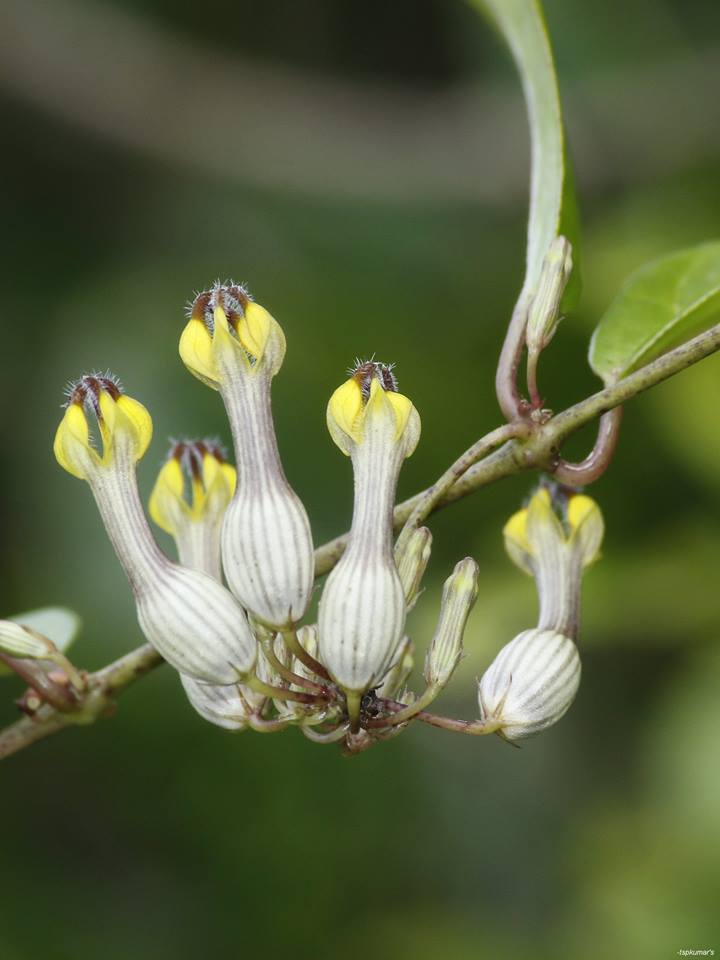 Ceropegia candelabrum var candelabrum.jpg Ceropegia candelabrum var candelabrum.jpg
